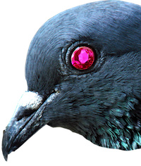 Ruby Pigeon